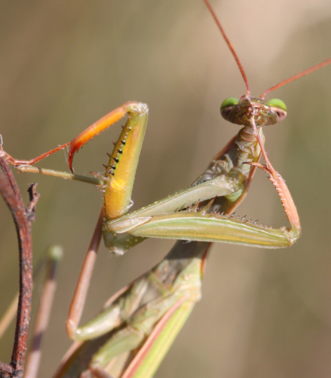 Mantis religiosa mahnt zur Ruhe...